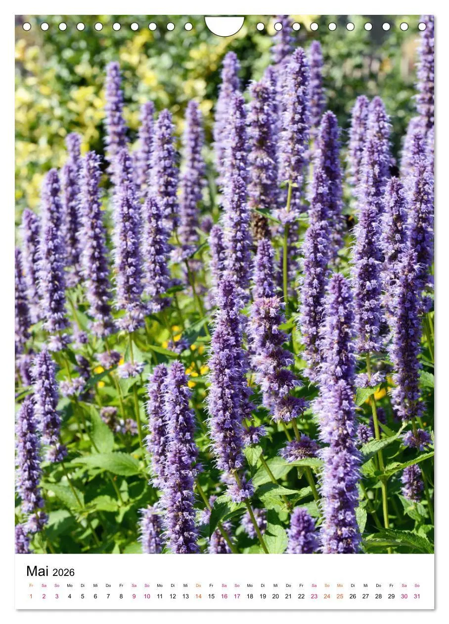 Bild: 9783516395075 | Gärtners Lieblinge - Vielfalt der Stauden im Garten (Wandkalender...
