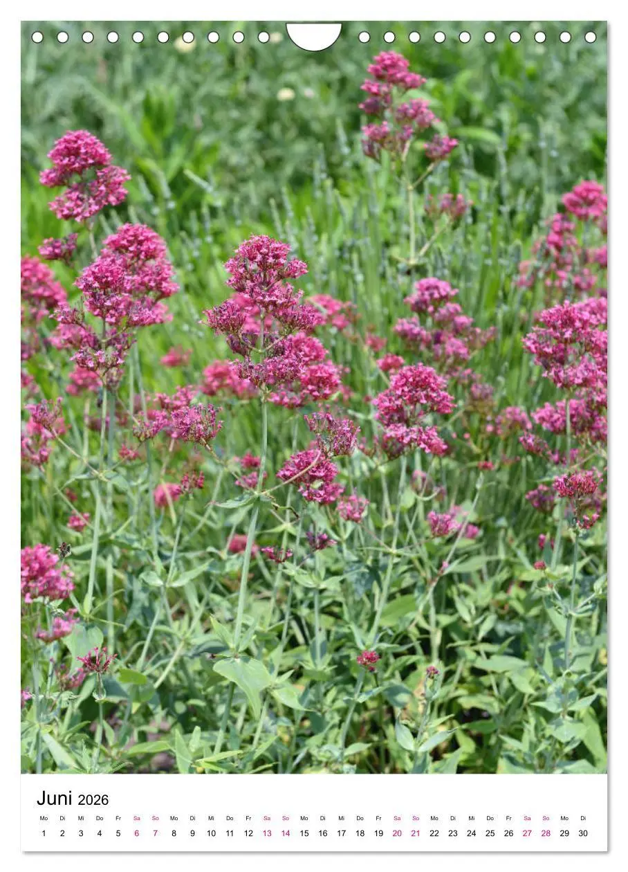 Bild: 9783516395075 | Gärtners Lieblinge - Vielfalt der Stauden im Garten (Wandkalender...