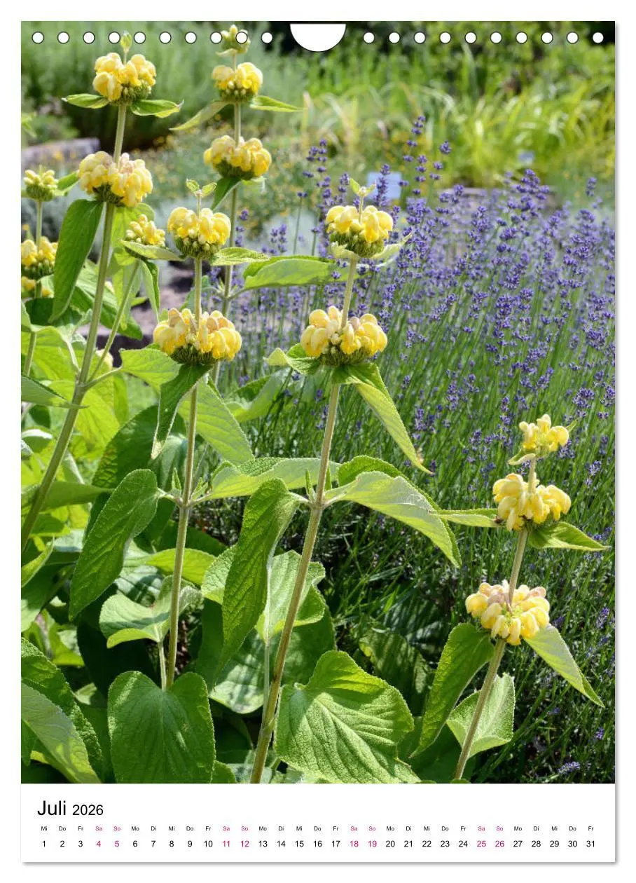 Bild: 9783516395075 | Gärtners Lieblinge - Vielfalt der Stauden im Garten (Wandkalender...