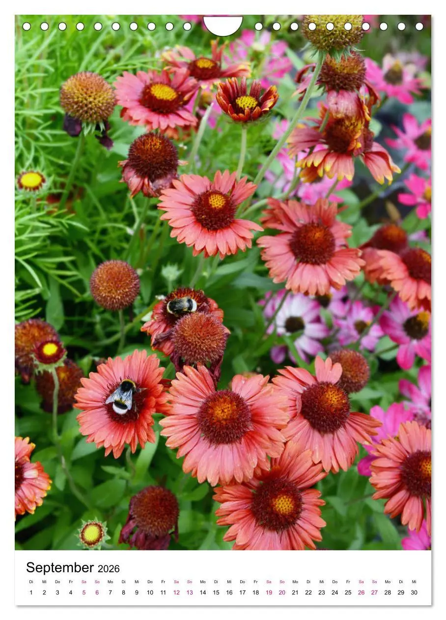 Bild: 9783516395075 | Gärtners Lieblinge - Vielfalt der Stauden im Garten (Wandkalender...