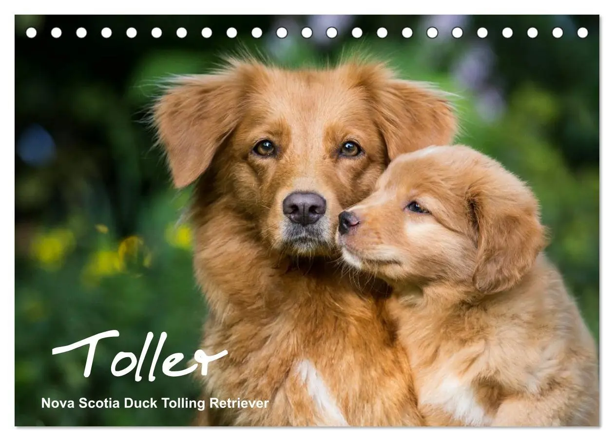 Cover: 9783516075175 | Toller - Nova Scotia Duck Tolling Retriever (Tischkalender 2026 DIN...