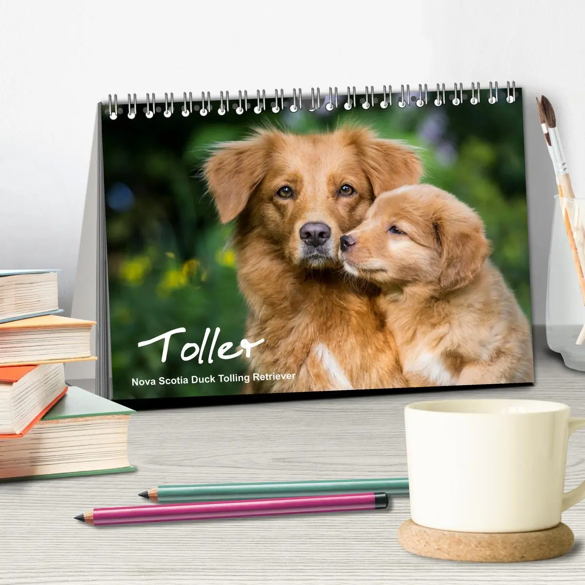 Bild: 9783516075175 | Toller - Nova Scotia Duck Tolling Retriever (Tischkalender 2026 DIN...