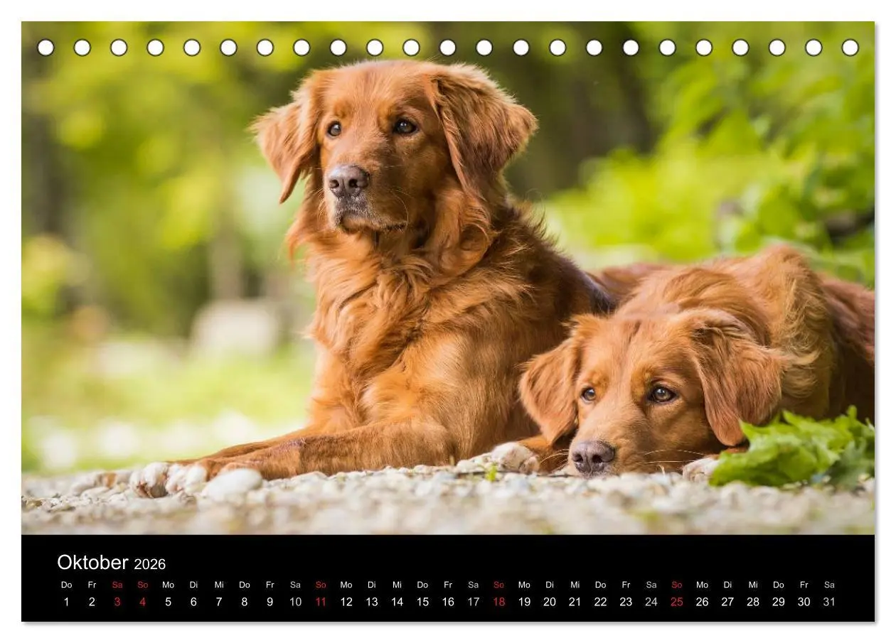 Bild: 9783516075175 | Toller - Nova Scotia Duck Tolling Retriever (Tischkalender 2026 DIN...