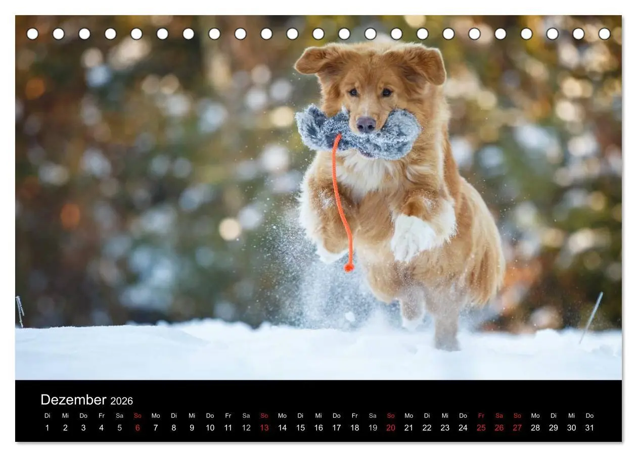 Bild: 9783516075175 | Toller - Nova Scotia Duck Tolling Retriever (Tischkalender 2026 DIN...
