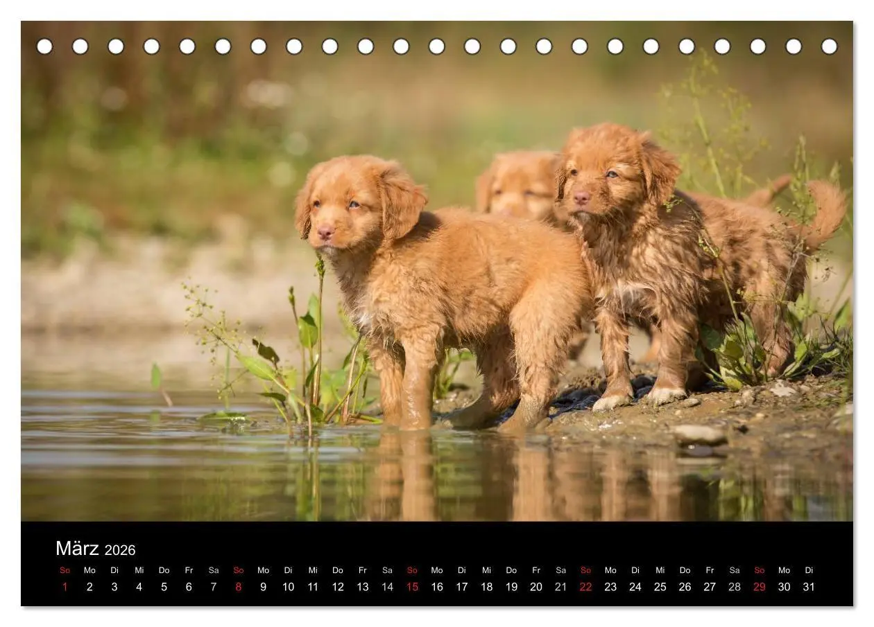 Bild: 9783516075175 | Toller - Nova Scotia Duck Tolling Retriever (Tischkalender 2026 DIN...