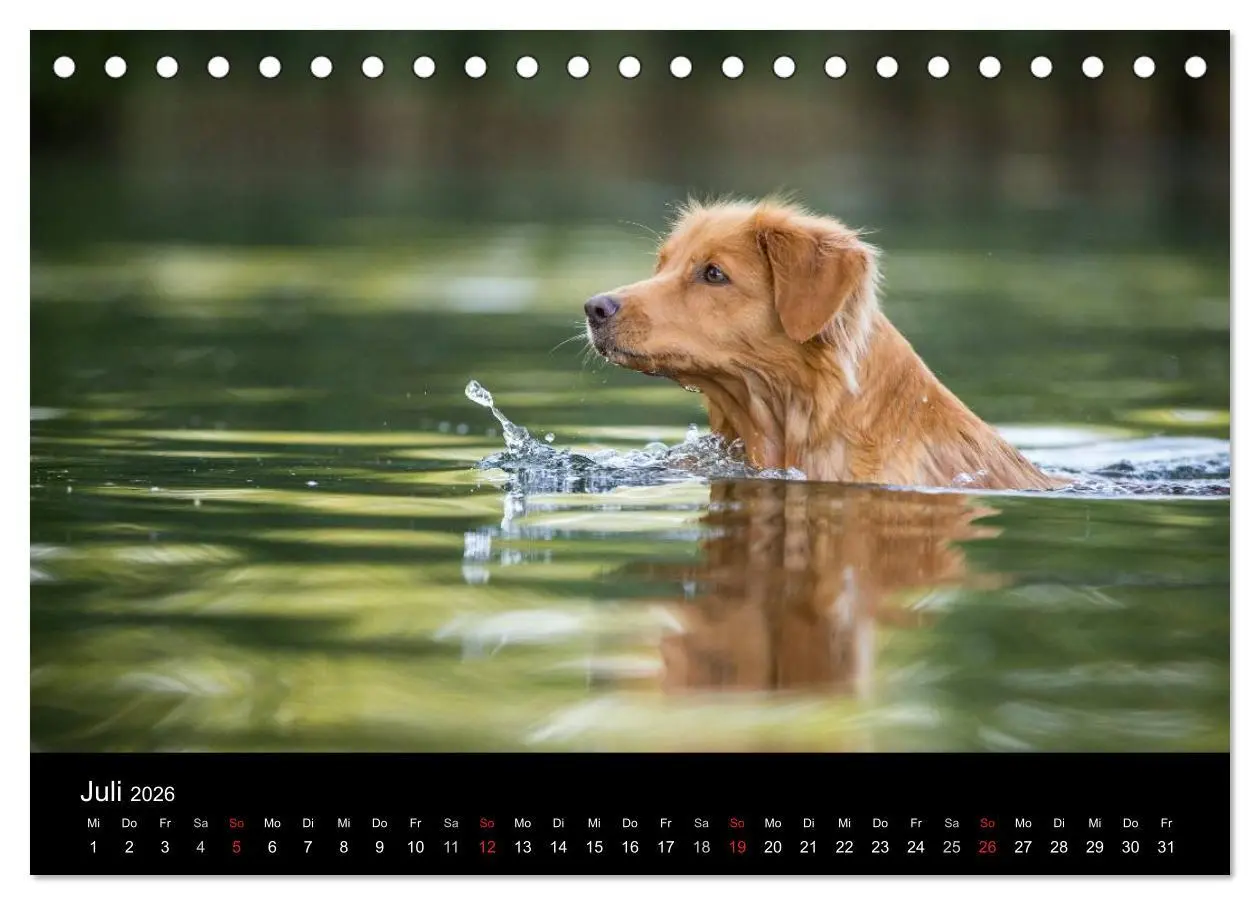 Bild: 9783516075175 | Toller - Nova Scotia Duck Tolling Retriever (Tischkalender 2026 DIN...