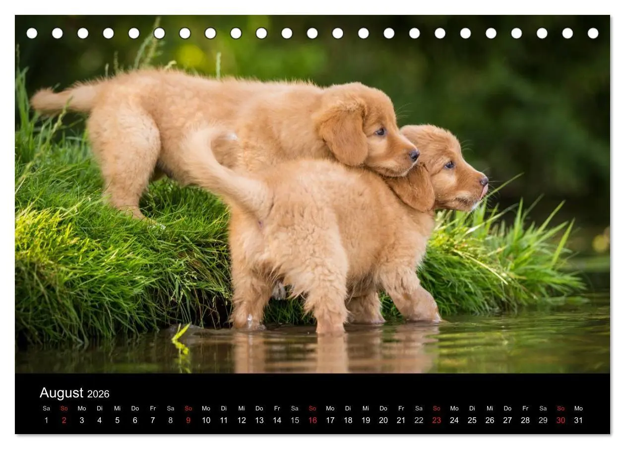 Bild: 9783516075175 | Toller - Nova Scotia Duck Tolling Retriever (Tischkalender 2026 DIN...