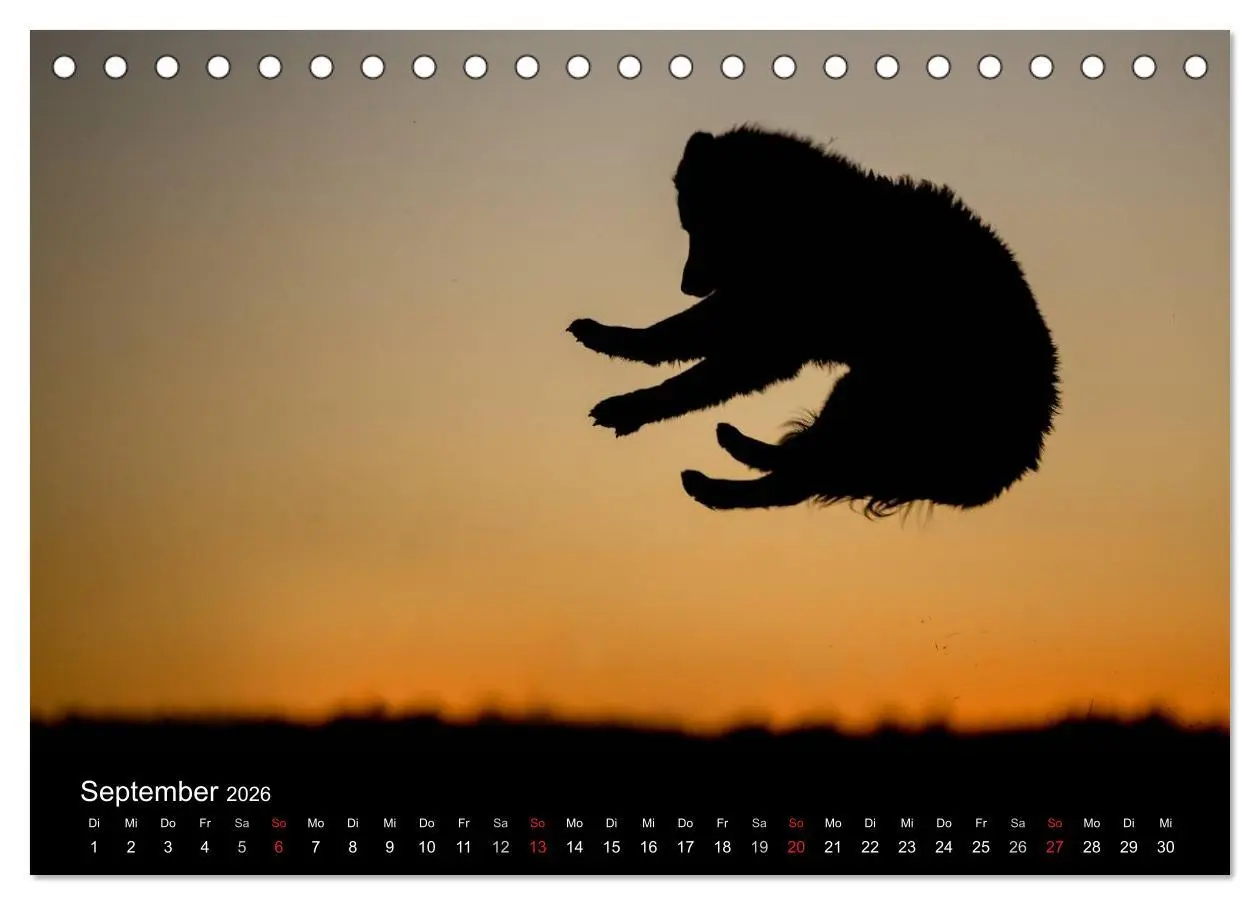 Bild: 9783516075175 | Toller - Nova Scotia Duck Tolling Retriever (Tischkalender 2026 DIN...