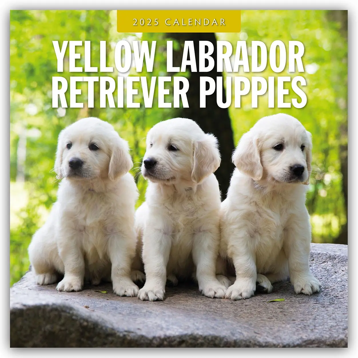 Cover: 9781804425275 | Yellow Labrador Retriever Puppies 2025 Square Wall Calendar | Robin