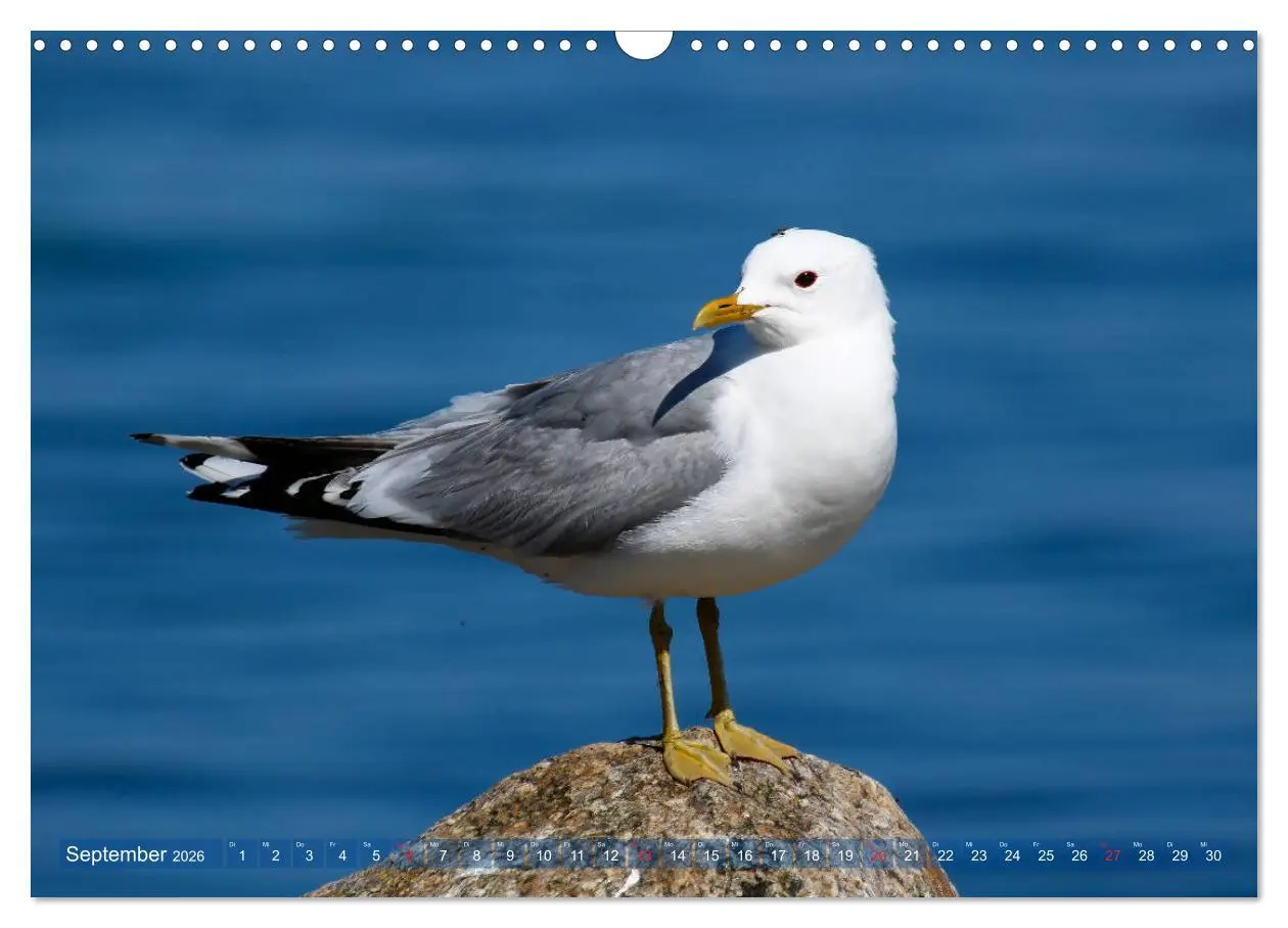 Bild: 9783457735275 | Kappeln und die Schlei (Wandkalender 2026 DIN A3 quer), CALVENDO...