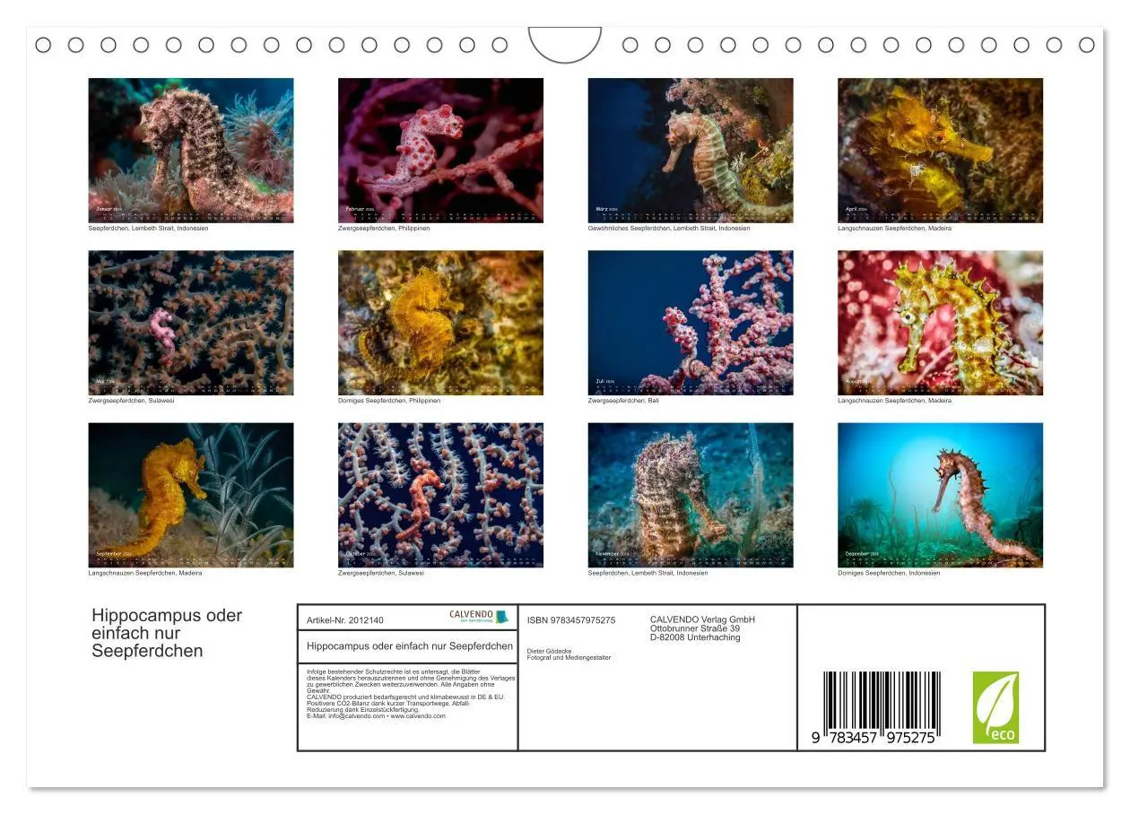 Bild: 9783457975275 | Hippocampus oder einfach nur Seepferdchen (Wandkalender 2026 DIN A4...