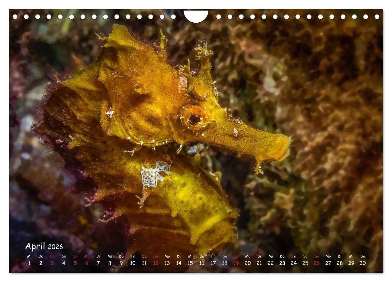 Bild: 9783457975275 | Hippocampus oder einfach nur Seepferdchen (Wandkalender 2026 DIN A4...