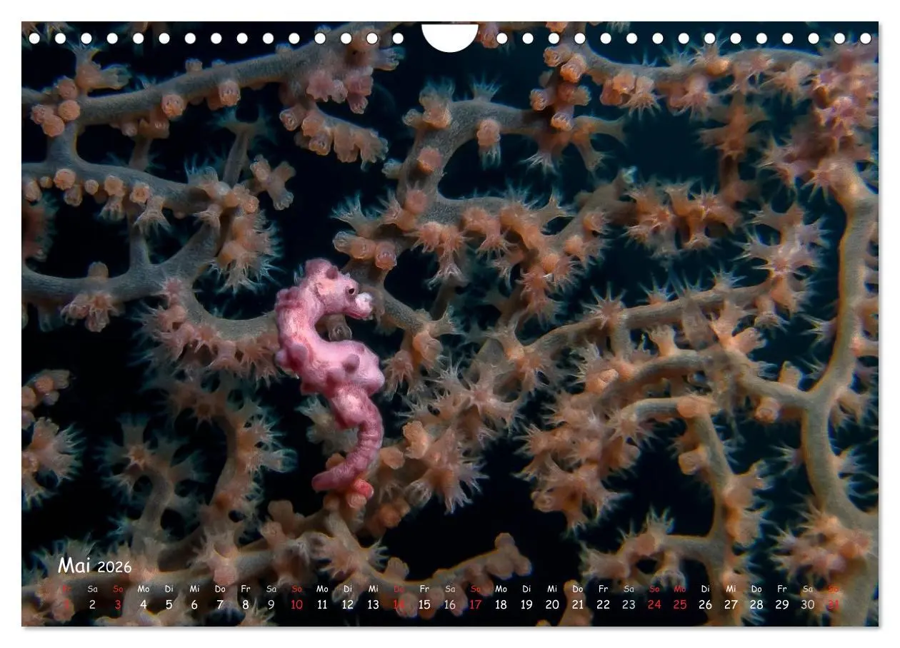 Bild: 9783457975275 | Hippocampus oder einfach nur Seepferdchen (Wandkalender 2026 DIN A4...