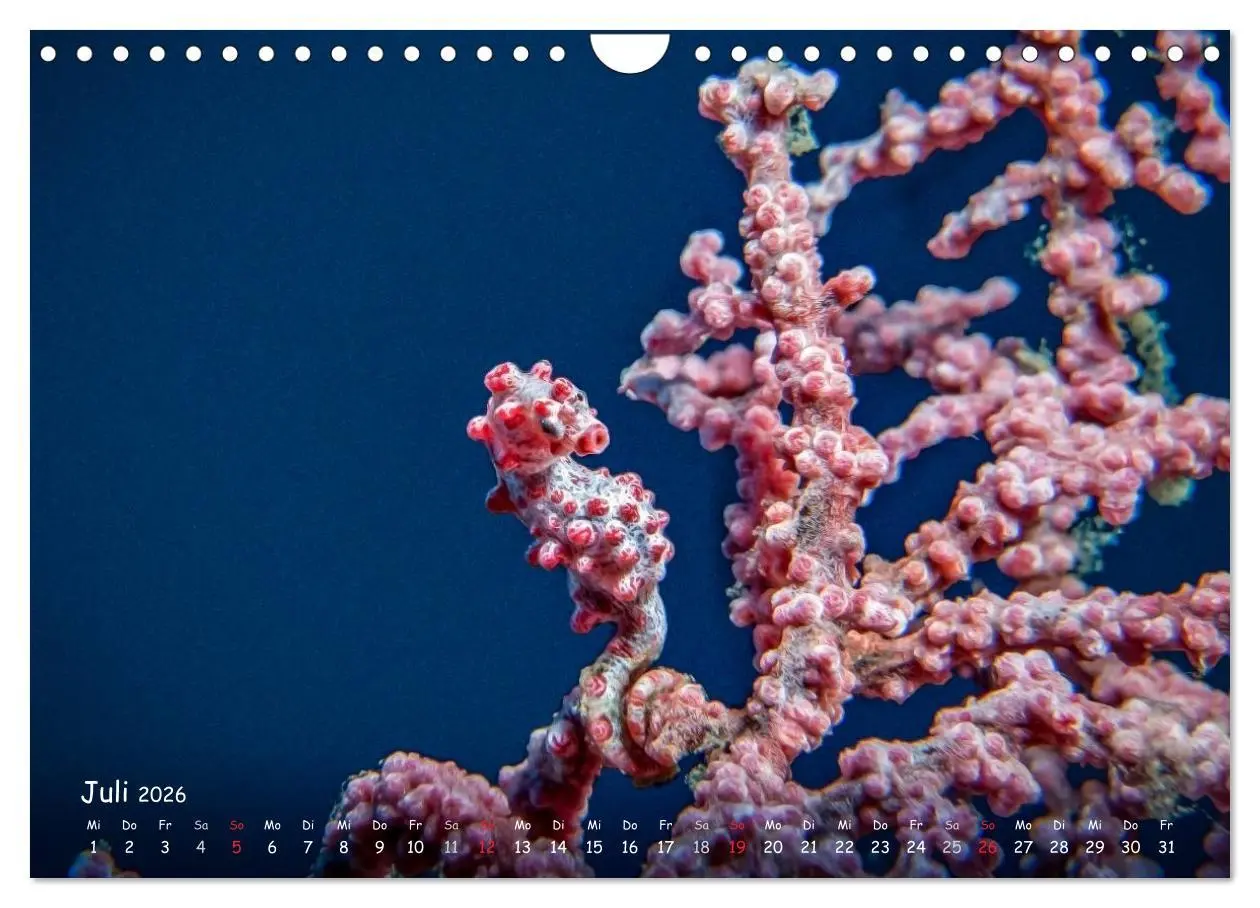 Bild: 9783457975275 | Hippocampus oder einfach nur Seepferdchen (Wandkalender 2026 DIN A4...