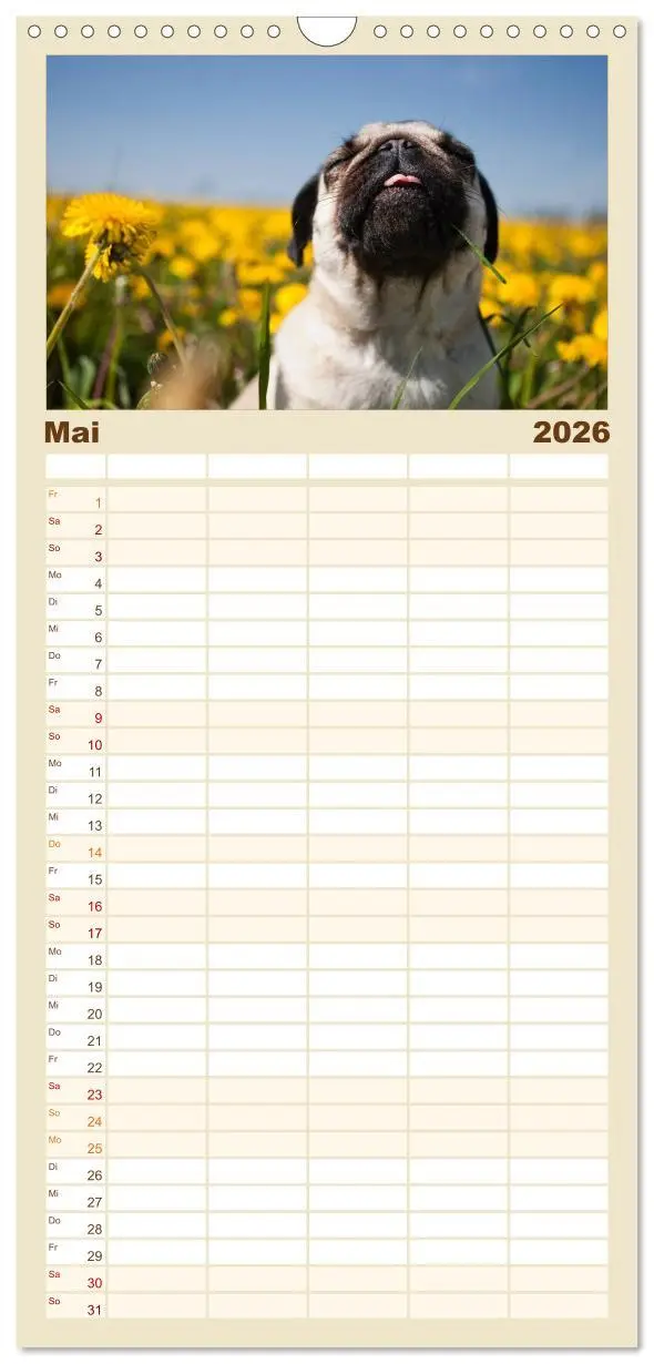 Bild: 9783516515275 | Familienplaner 2026 - Mops mit 5 Spalten (Wandkalender, 21 x 45 cm)...