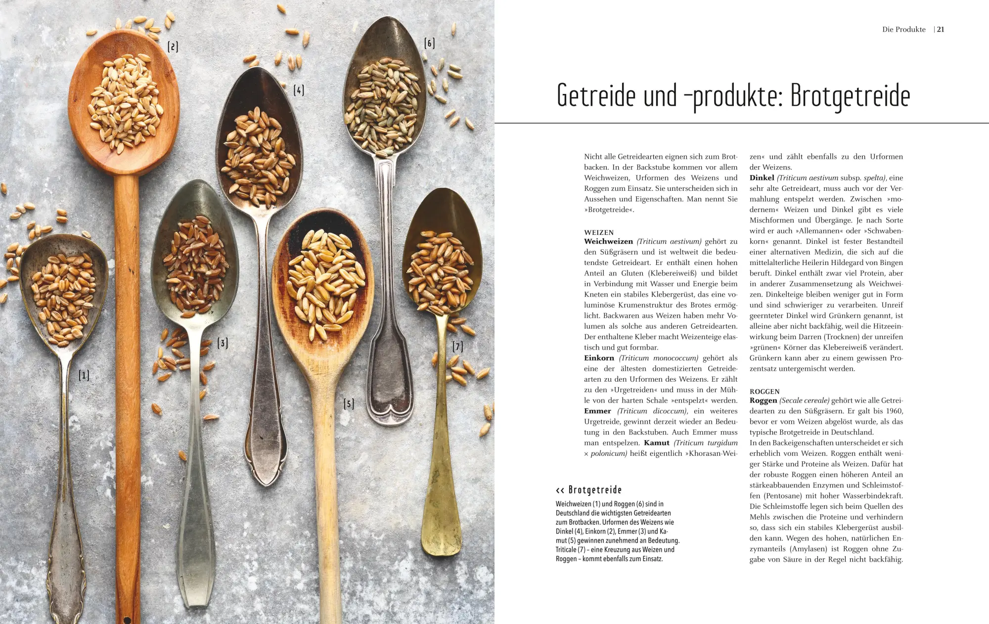 Bild: 9783833855375 | BROT | Mathias/Kütscher, Bernd Neubauer | Buch | Teubner Edition
