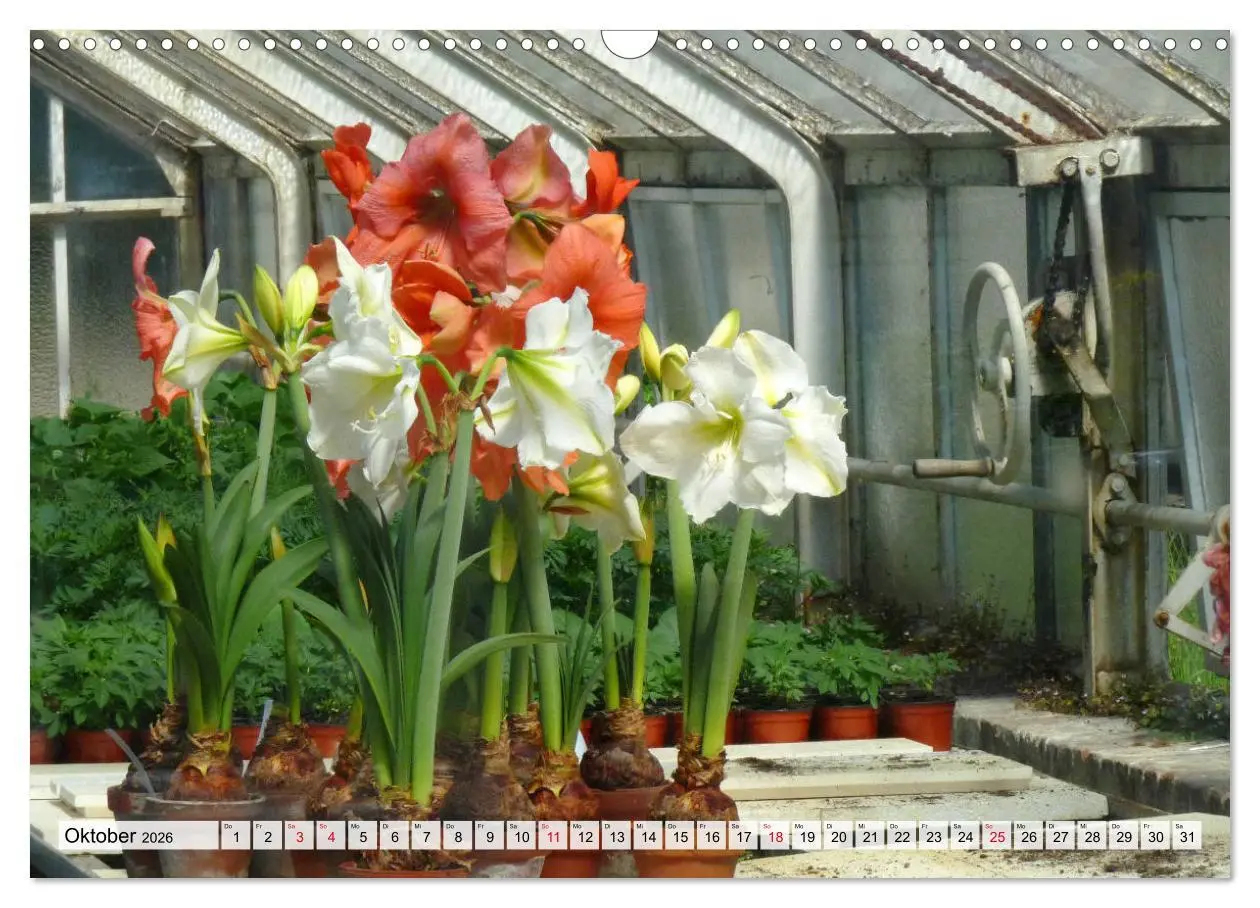 Bild: 9783457865675 | Amaryllis-Blüten (Wandkalender 2026 DIN A3 quer), CALVENDO...