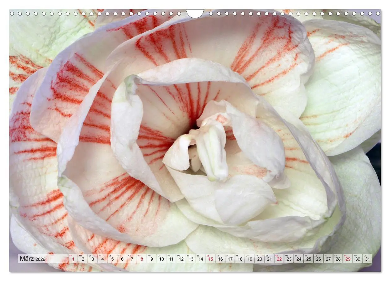 Bild: 9783457865675 | Amaryllis-Blüten (Wandkalender 2026 DIN A3 quer), CALVENDO...