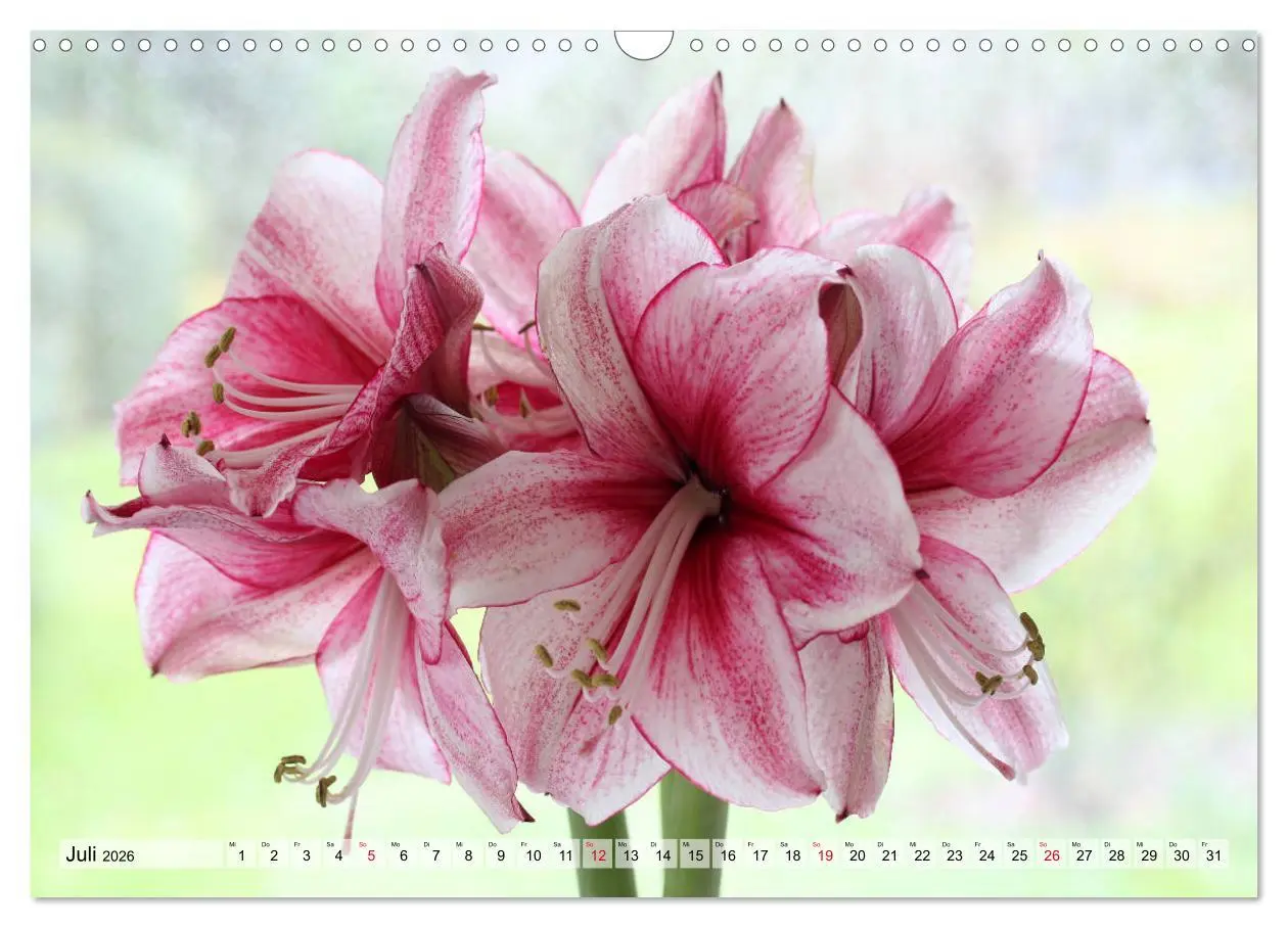 Bild: 9783457865675 | Amaryllis-Blüten (Wandkalender 2026 DIN A3 quer), CALVENDO...