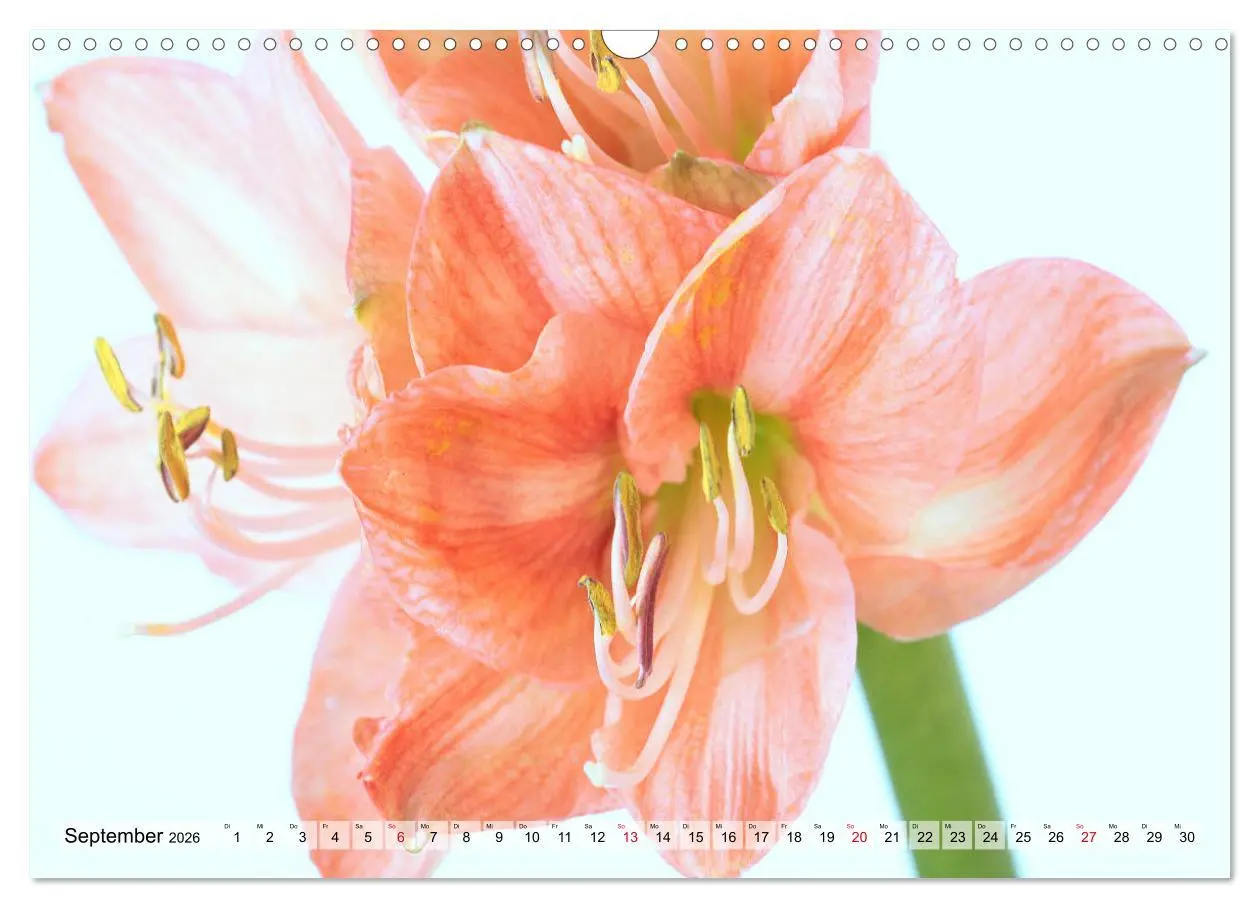 Bild: 9783457865675 | Amaryllis-Blüten (Wandkalender 2026 DIN A3 quer), CALVENDO...