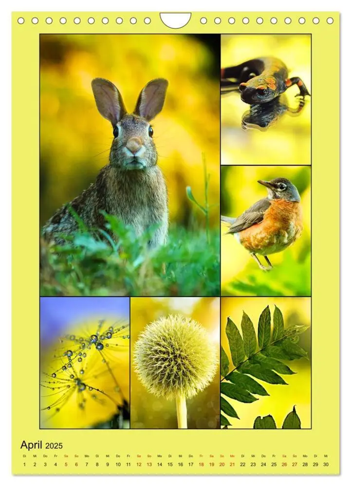 Bild: 9783435905775 | Farbsymphonien der Natur (Wandkalender 2025 DIN A4 hoch), CALVENDO...