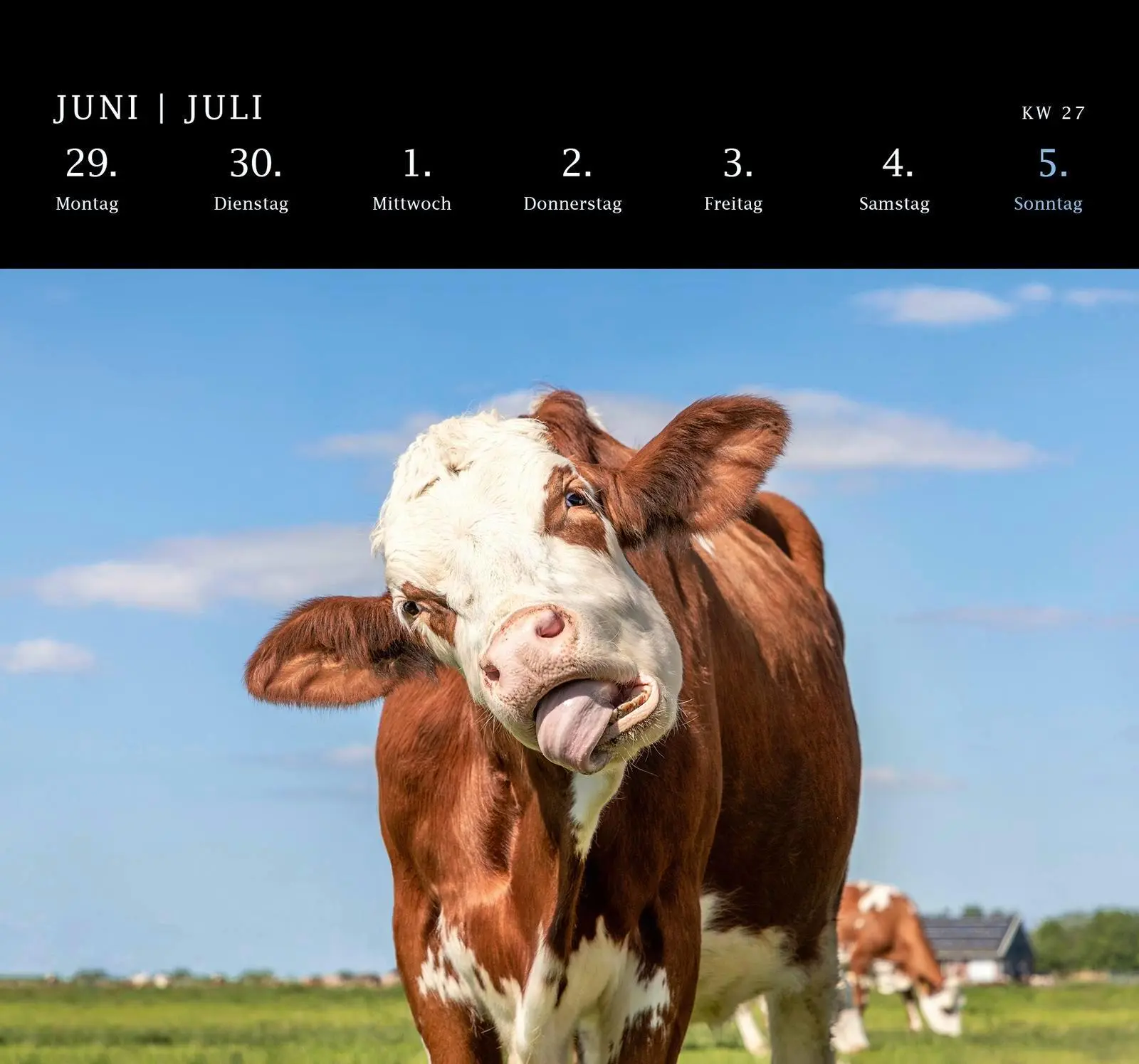 Bild: 4260308345975 | Postkartenkalender 2026: Von Pechvögeln und bunten Hunden | Geo | 2026
