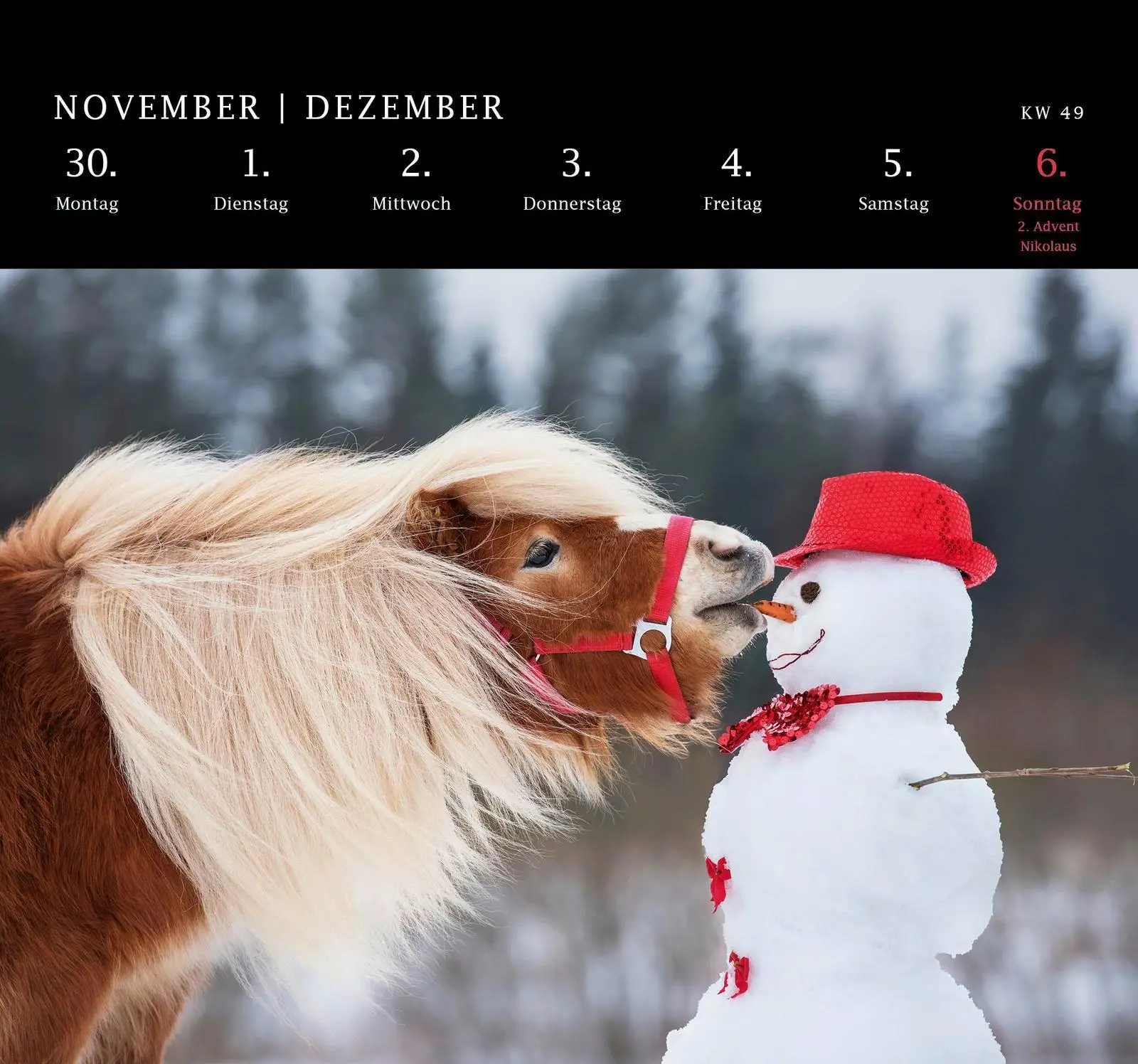 Bild: 4260308345975 | Postkartenkalender 2026: Von Pechvögeln und bunten Hunden | Geo | 2026