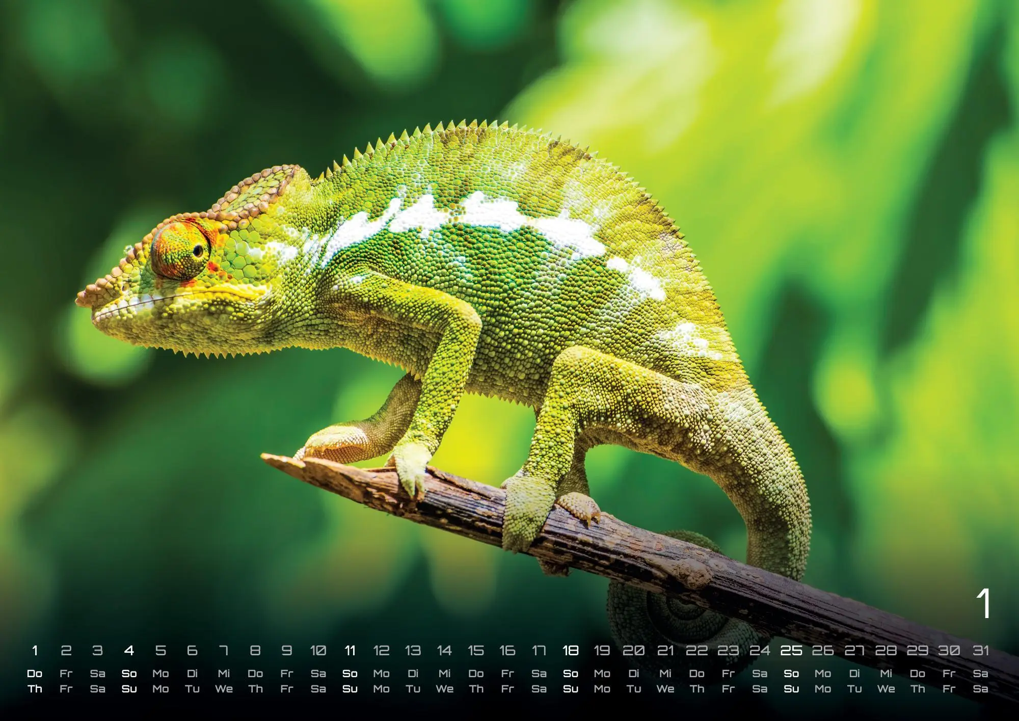 Bild: 9783986735975 | Afrikas Tierwelt - Der Tierkalender - 2026 - Kalender DIN A2 | de