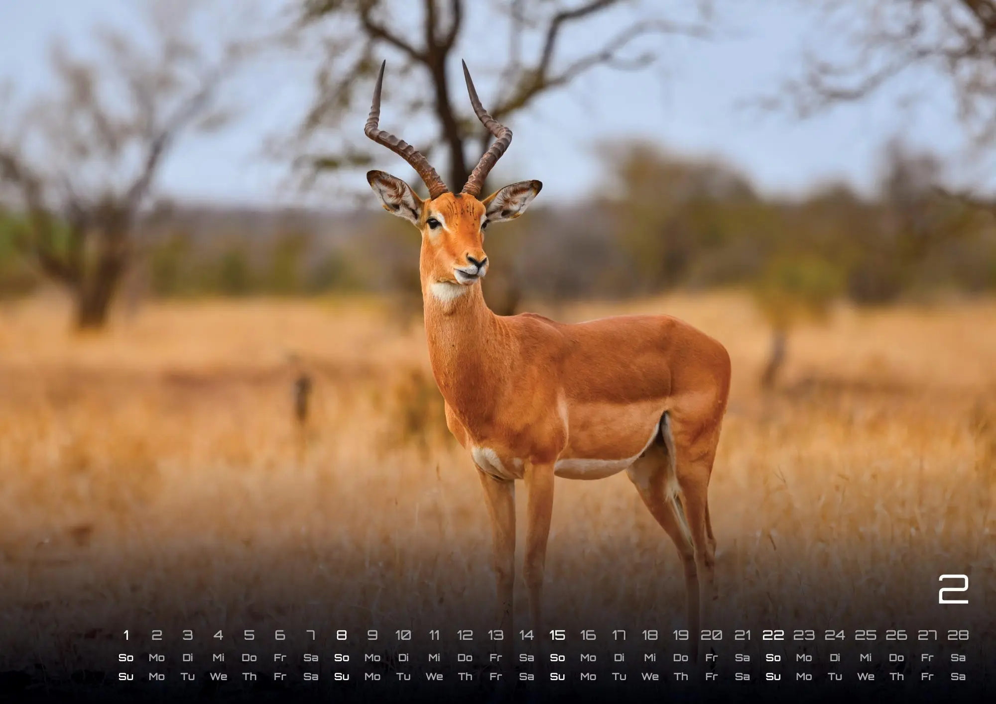 Bild: 9783986735975 | Afrikas Tierwelt - Der Tierkalender - 2026 - Kalender DIN A2 | de