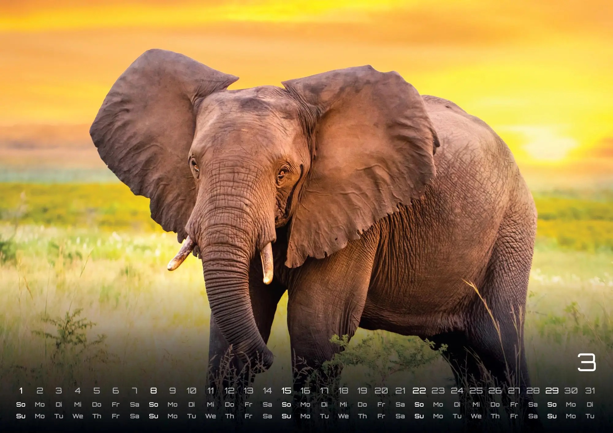 Bild: 9783986735975 | Afrikas Tierwelt - Der Tierkalender - 2026 - Kalender DIN A2 | de