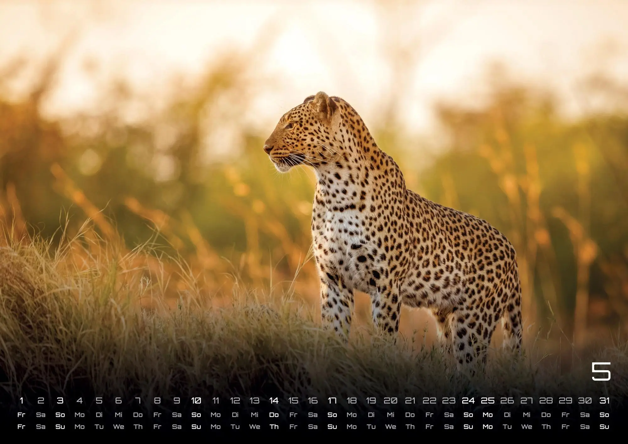 Bild: 9783986735975 | Afrikas Tierwelt - Der Tierkalender - 2026 - Kalender DIN A2 | de