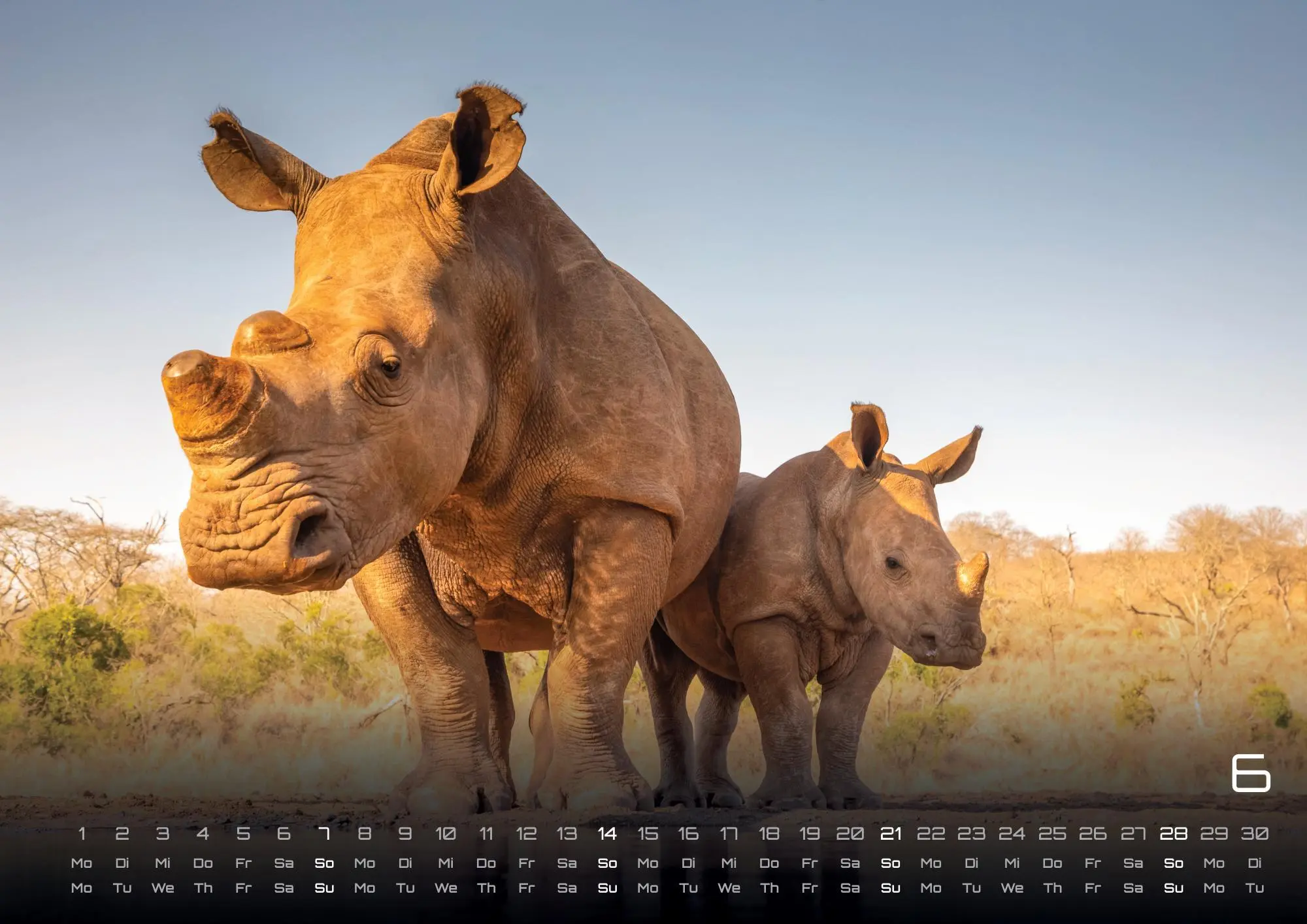 Bild: 9783986735975 | Afrikas Tierwelt - Der Tierkalender - 2026 - Kalender DIN A2 | de