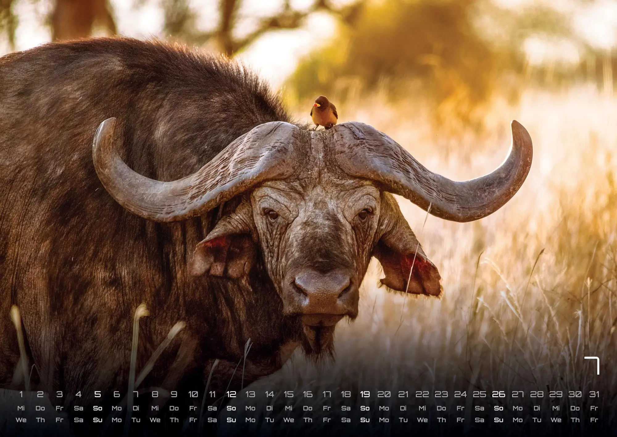 Bild: 9783986735975 | Afrikas Tierwelt - Der Tierkalender - 2026 - Kalender DIN A2 | de