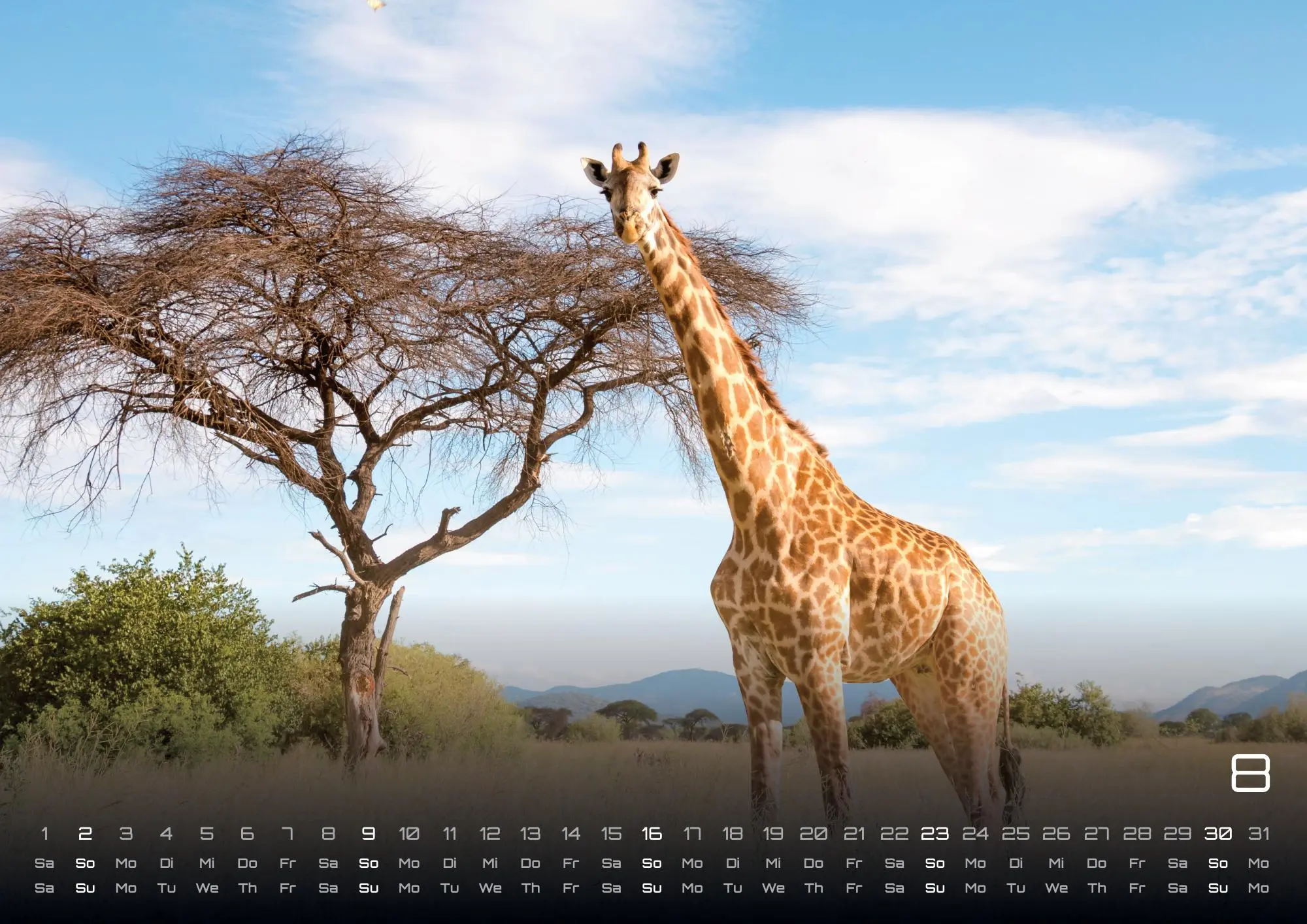 Bild: 9783986735975 | Afrikas Tierwelt - Der Tierkalender - 2026 - Kalender DIN A2 | de