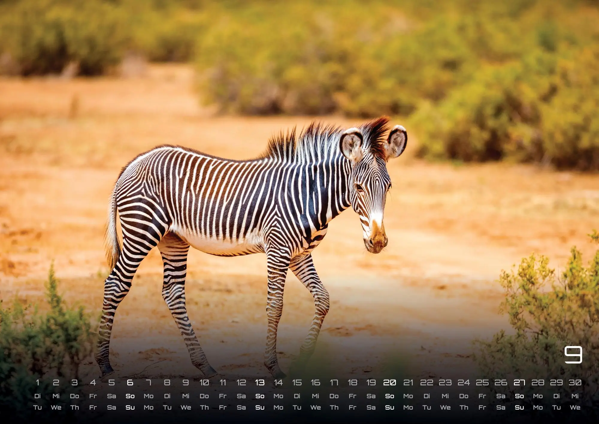 Bild: 9783986735975 | Afrikas Tierwelt - Der Tierkalender - 2026 - Kalender DIN A2 | de