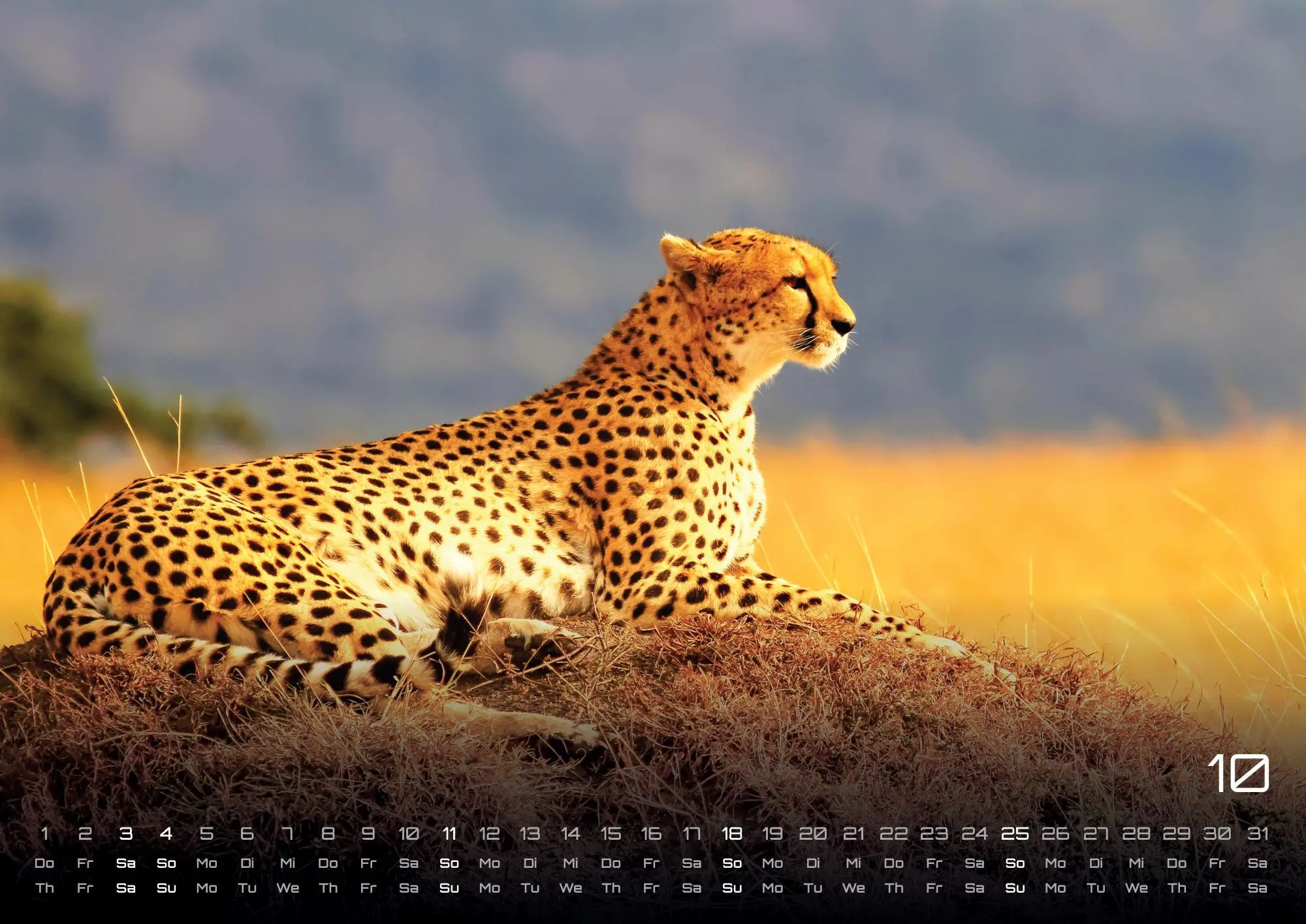 Bild: 9783986735975 | Afrikas Tierwelt - Der Tierkalender - 2026 - Kalender DIN A2 | de