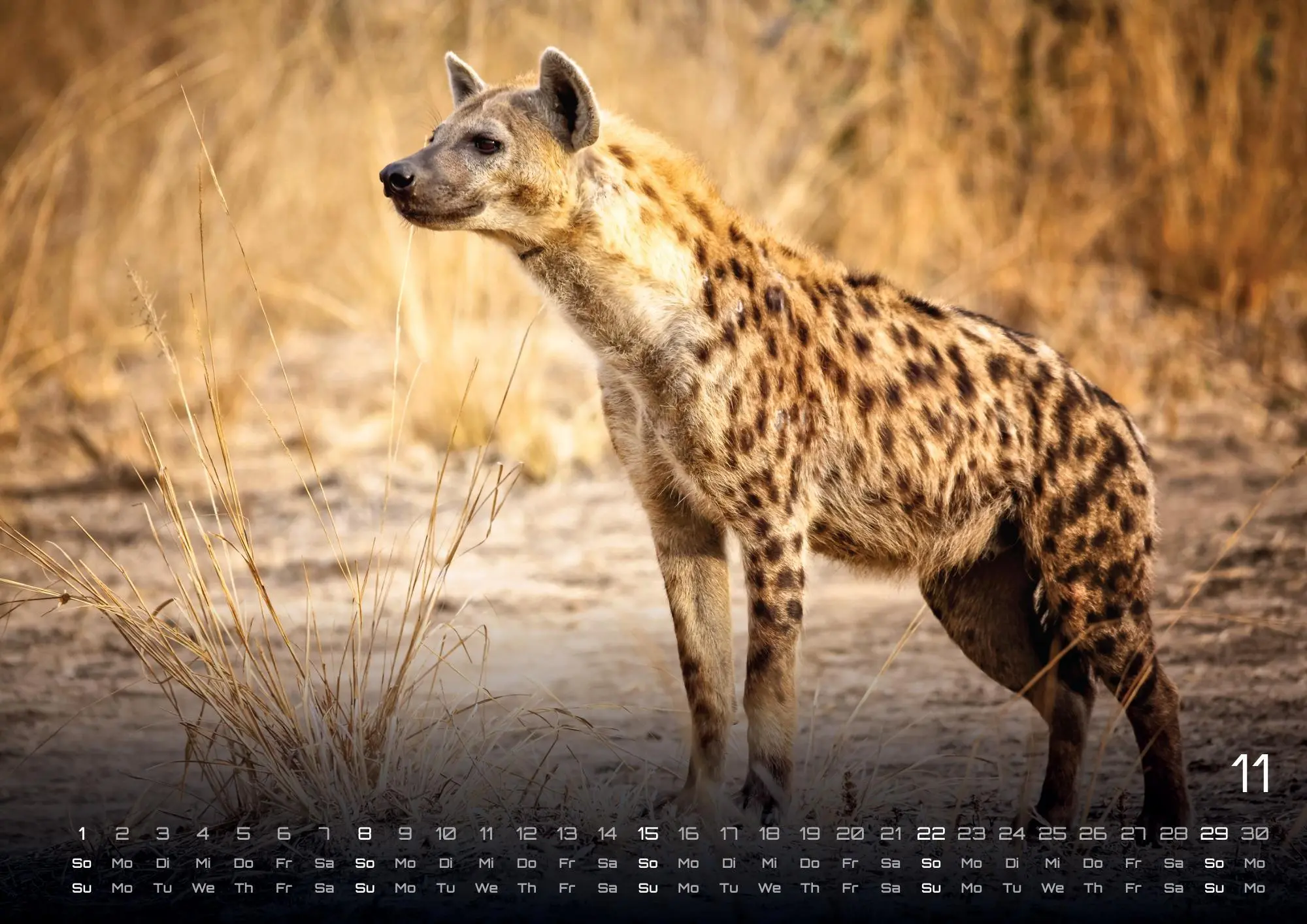 Bild: 9783986735975 | Afrikas Tierwelt - Der Tierkalender - 2026 - Kalender DIN A2 | de