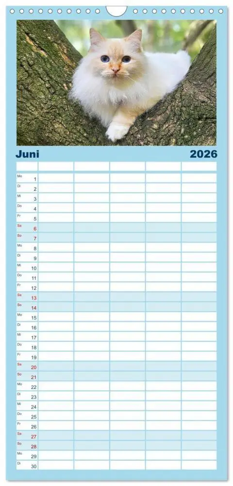 Bild: 9783516746075 | Familienplaner 2026 - Heilige Birma Katzen Kalender mit 5 Spalten...