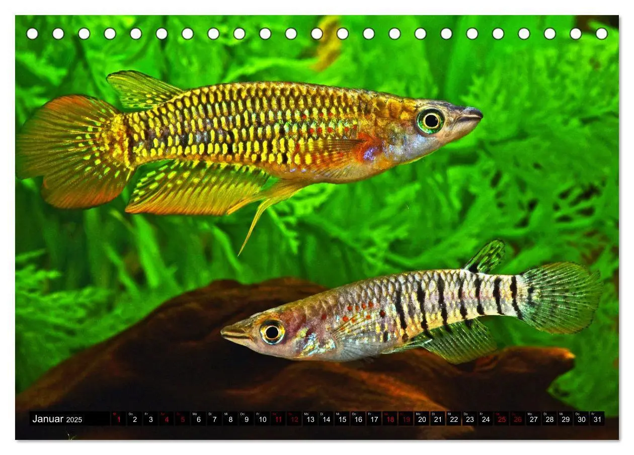 Bild: 9783383906275 | Beliebte Fische der Welt (Tischkalender 2025 DIN A5 quer), CALVENDO...