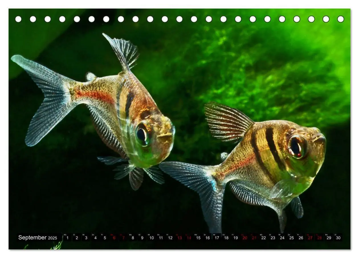 Bild: 9783383906275 | Beliebte Fische der Welt (Tischkalender 2025 DIN A5 quer), CALVENDO...