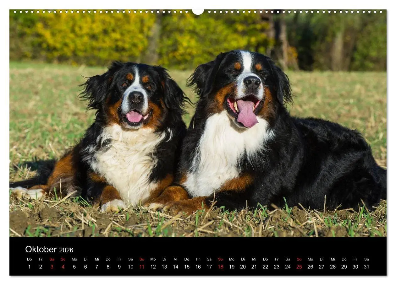 Bild: 9783516106275 | Treuer Freund Berner Sennenhund (hochwertiger Premium Wandkalender...