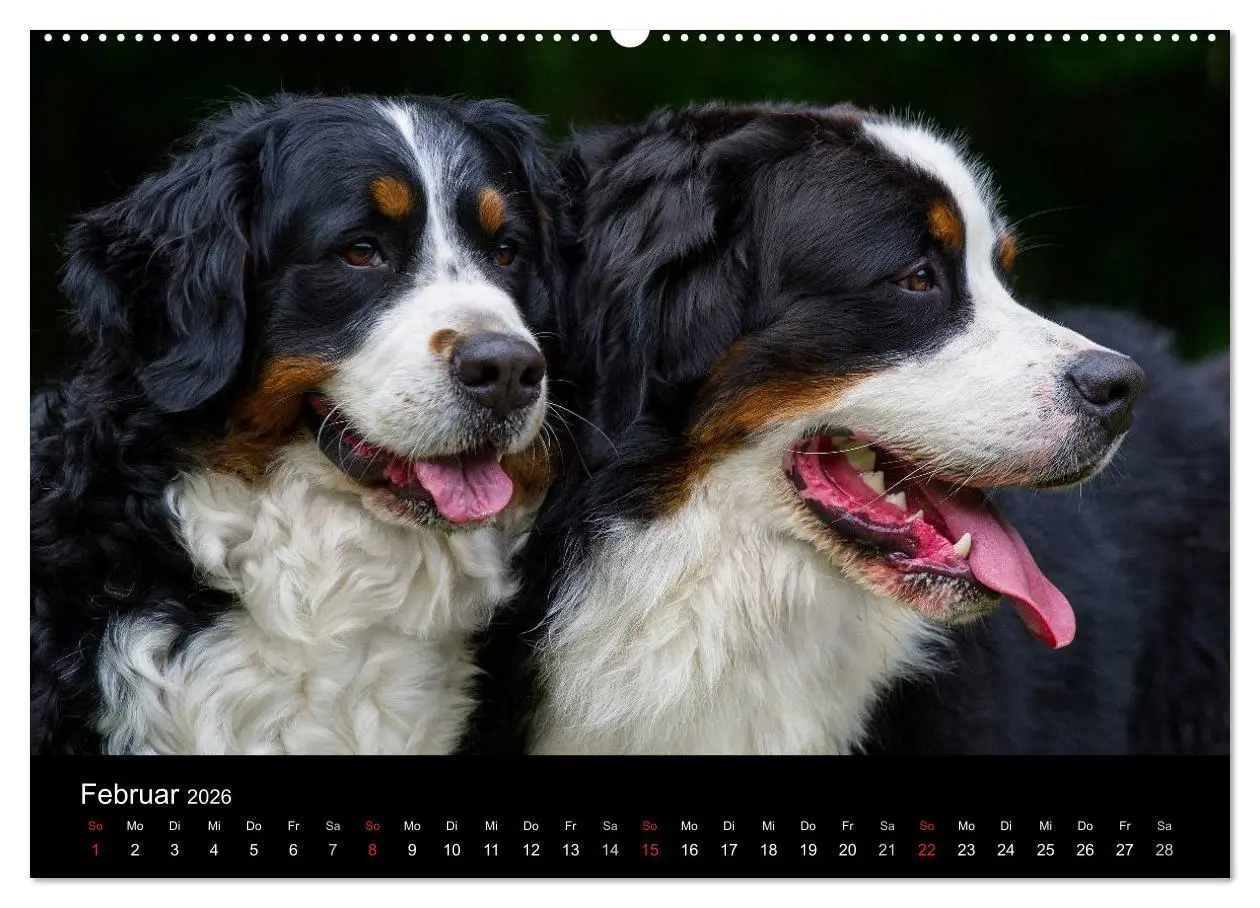 Bild: 9783516106275 | Treuer Freund Berner Sennenhund (hochwertiger Premium Wandkalender...