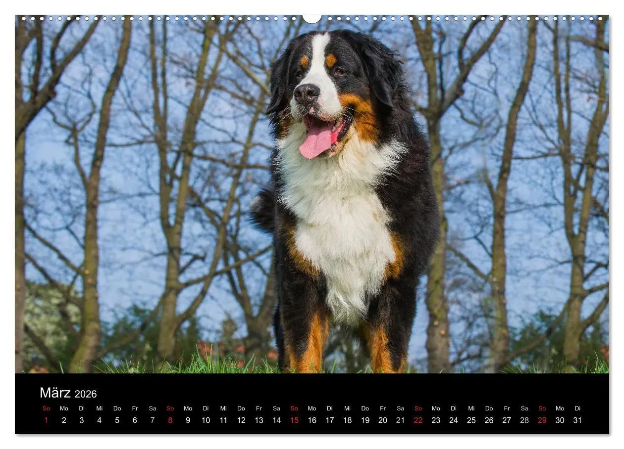 Bild: 9783516106275 | Treuer Freund Berner Sennenhund (hochwertiger Premium Wandkalender...