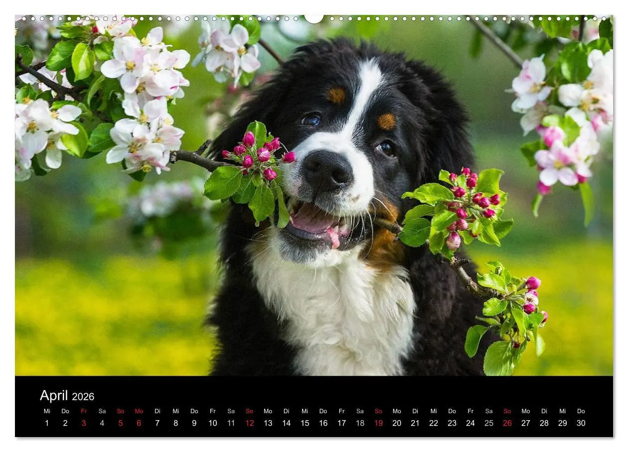 Bild: 9783516106275 | Treuer Freund Berner Sennenhund (hochwertiger Premium Wandkalender...