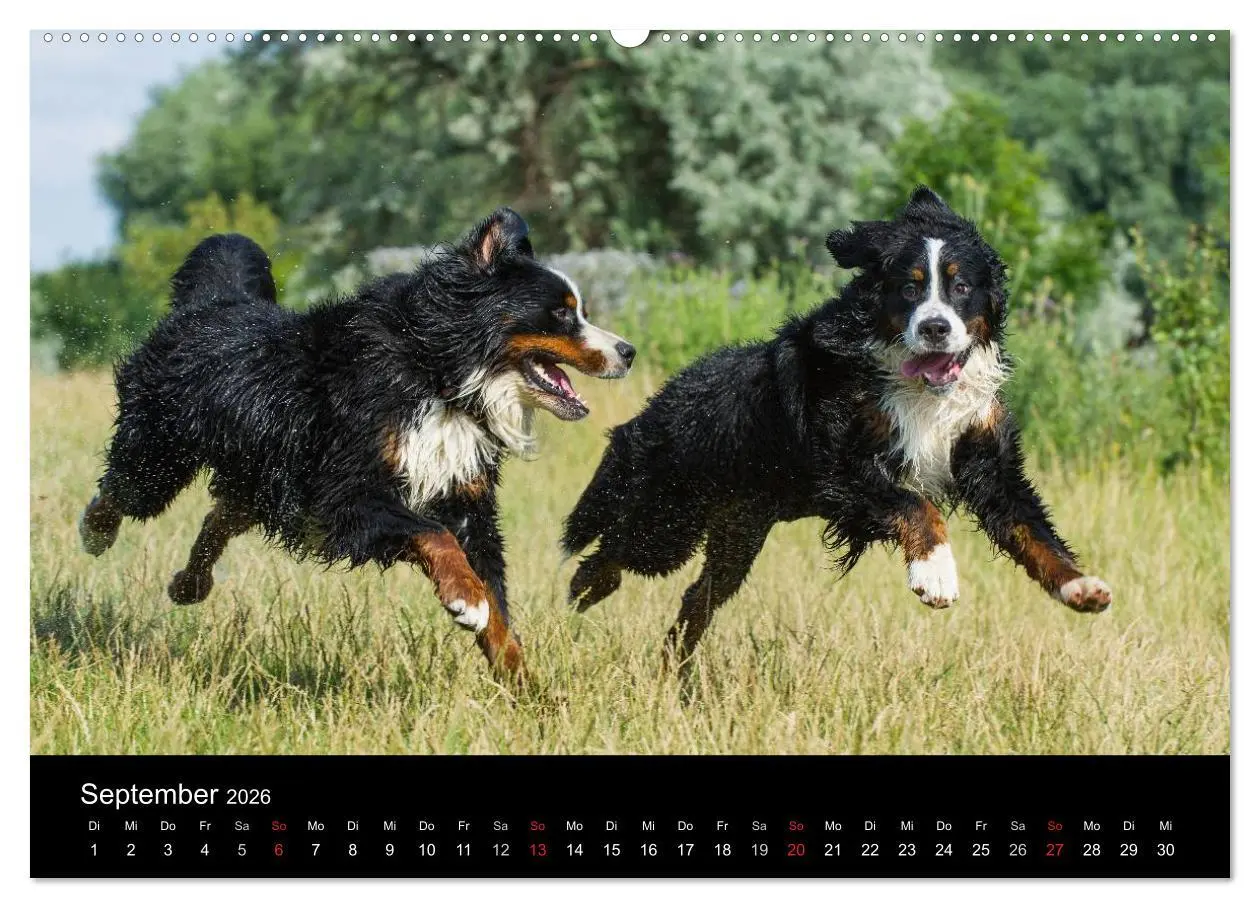 Bild: 9783516106275 | Treuer Freund Berner Sennenhund (hochwertiger Premium Wandkalender...