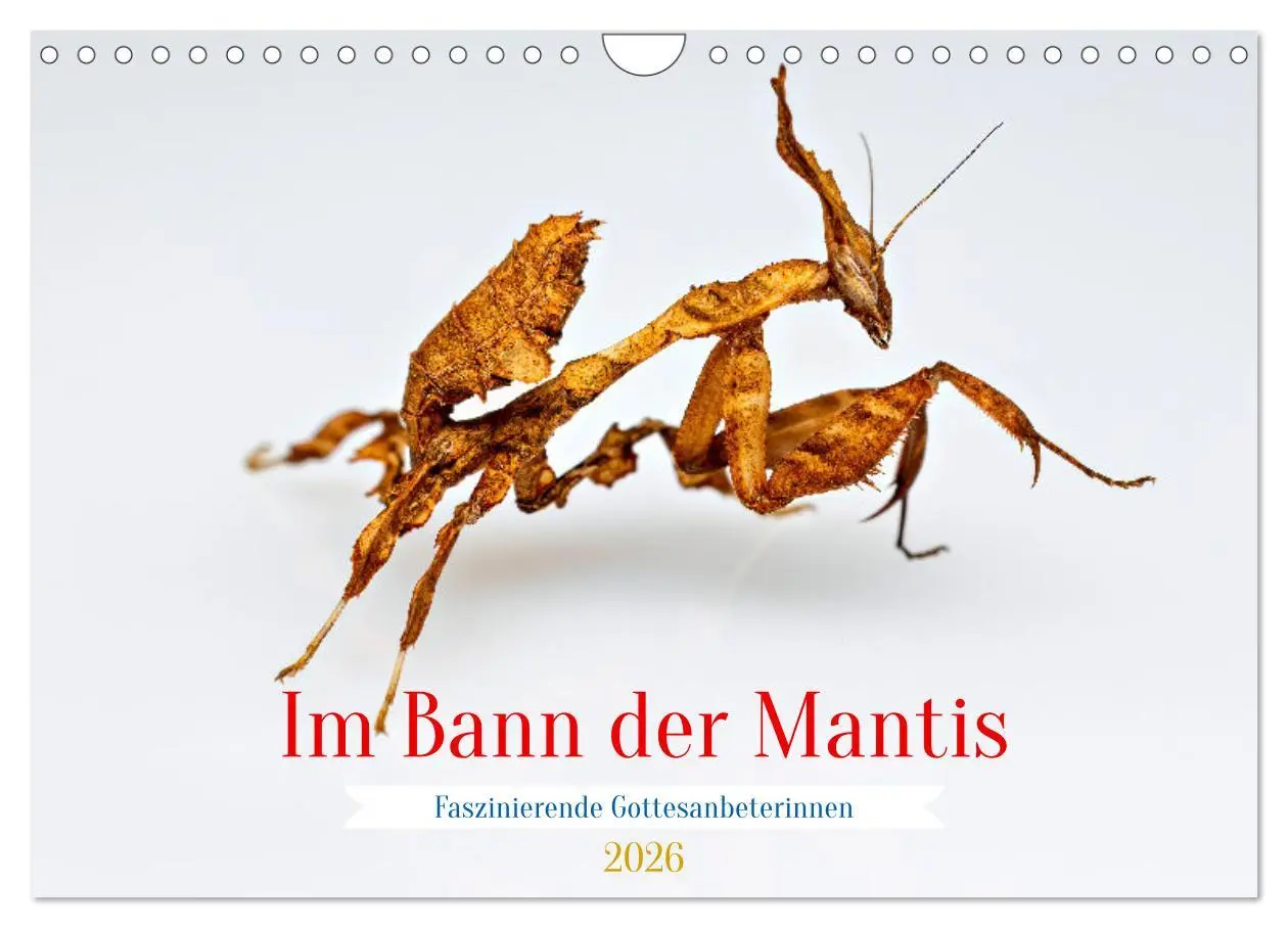 Cover: 9783457246375 | Im Bann der Mantis (Wandkalender 2026 DIN A4 quer), CALVENDO...