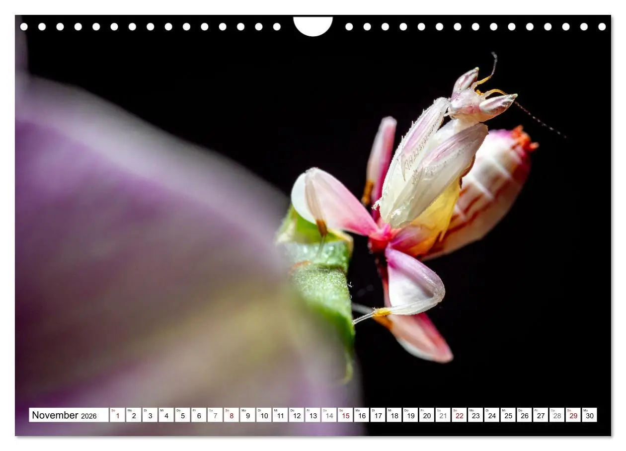 Bild: 9783457246375 | Im Bann der Mantis (Wandkalender 2026 DIN A4 quer), CALVENDO...