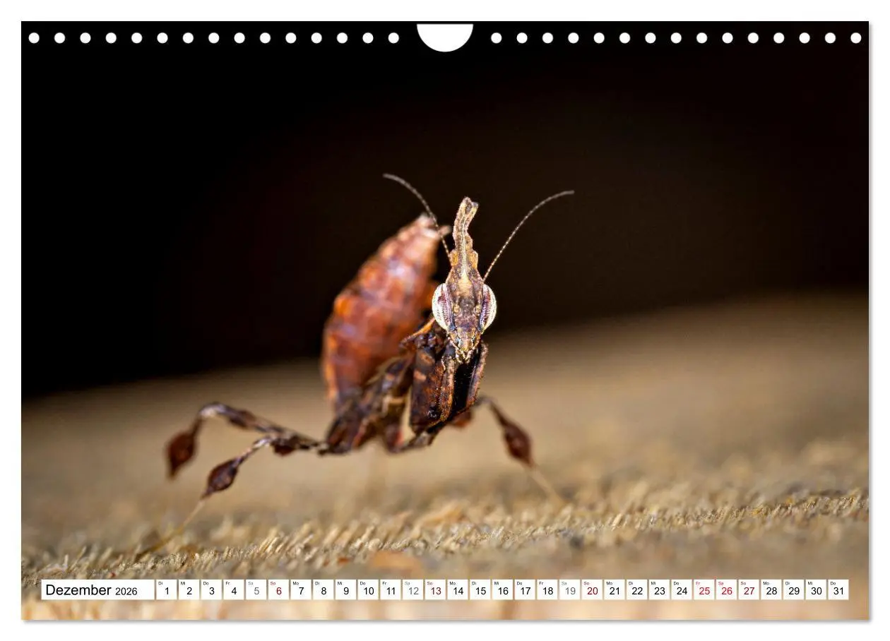 Bild: 9783457246375 | Im Bann der Mantis (Wandkalender 2026 DIN A4 quer), CALVENDO...