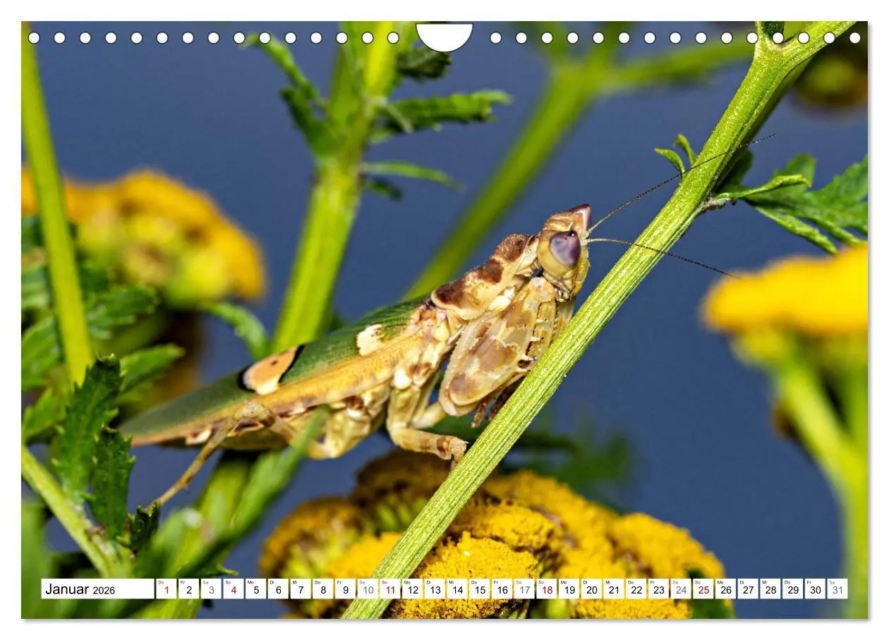 Bild: 9783457246375 | Im Bann der Mantis (Wandkalender 2026 DIN A4 quer), CALVENDO...