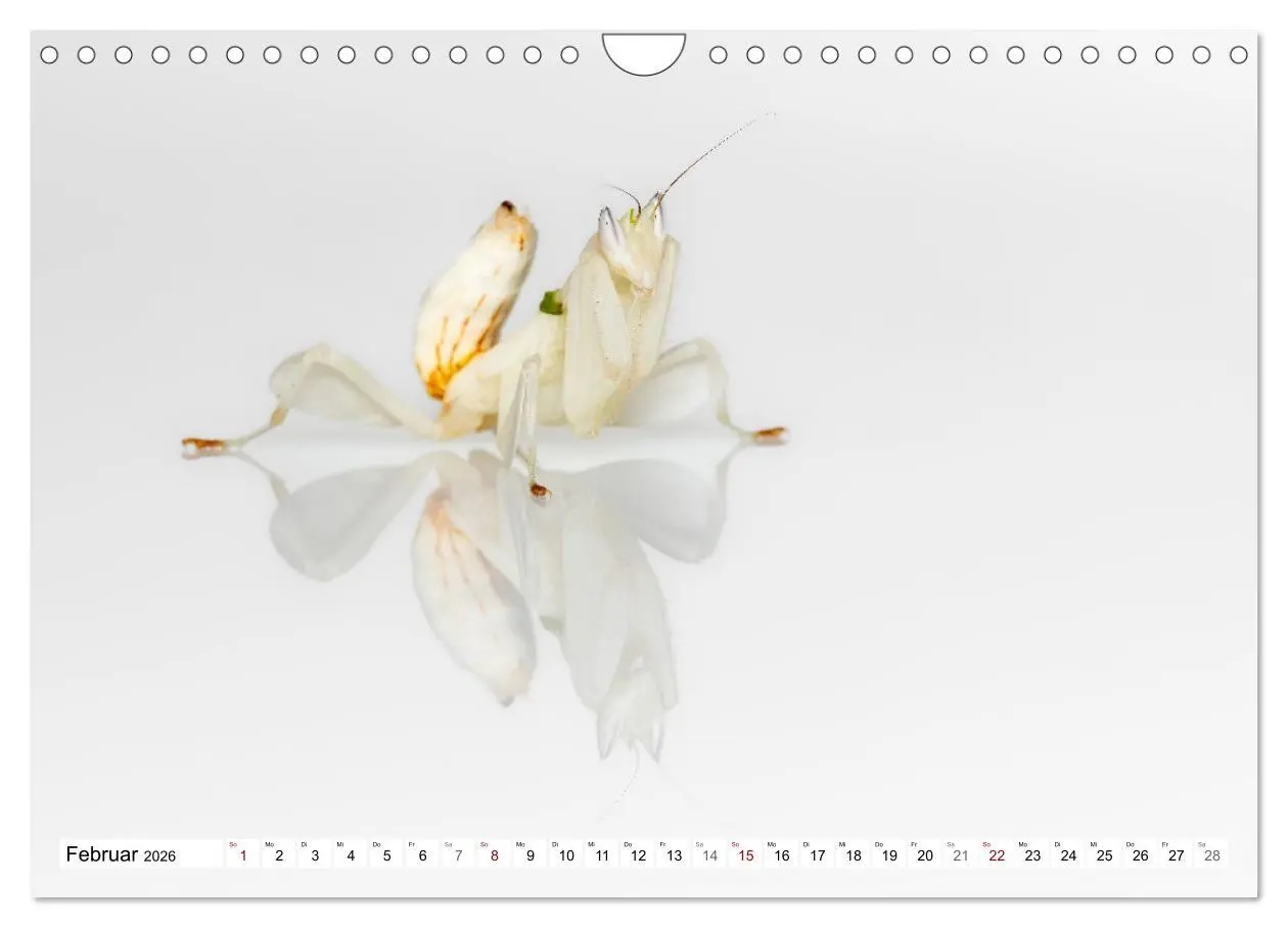 Bild: 9783457246375 | Im Bann der Mantis (Wandkalender 2026 DIN A4 quer), CALVENDO...